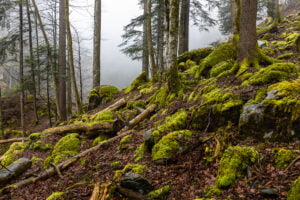 Mooslandschaft Engelbergtal